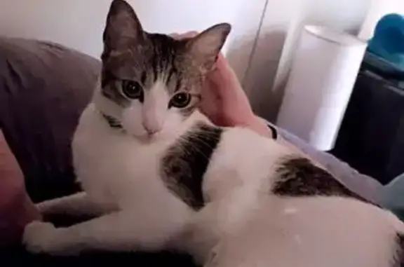 Missing cat Scottsdale, photo: Lost Cat: White with Gray & Tan Spots