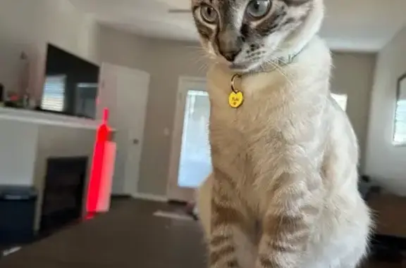 Lost Siamese/Tabby Mix in Graham - Help!