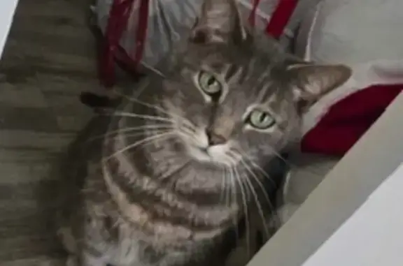 Missing cat Savannah, photo: Lost Grey Cat: Friendly, Green-Eyed Kitty