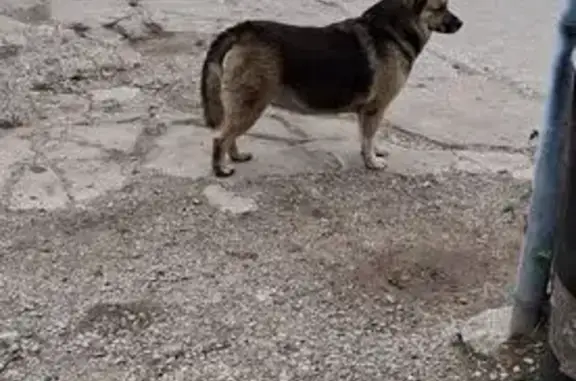 Lost Dog Rosie: Black/Tan, Needs Help!