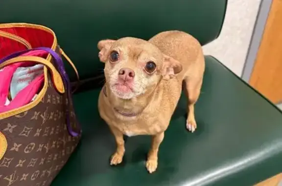 Lost Chihuahua: Purple Collar, Lake Orion