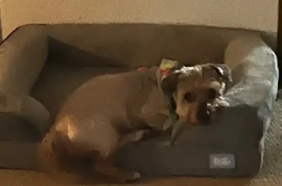 Help Find Our Friendly Lost Dog in Detroit