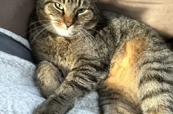 Lost: Louie the Gray & Black Striped Cat