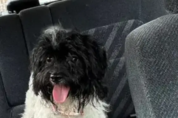 Friendly Black & White Poodle...