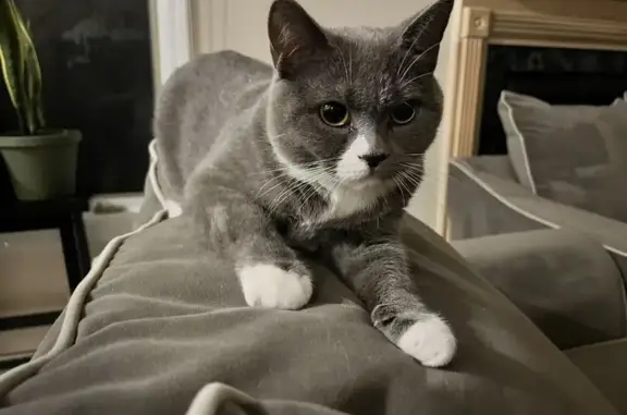 Lost Cat on Birchwood Dr, Bristol 73