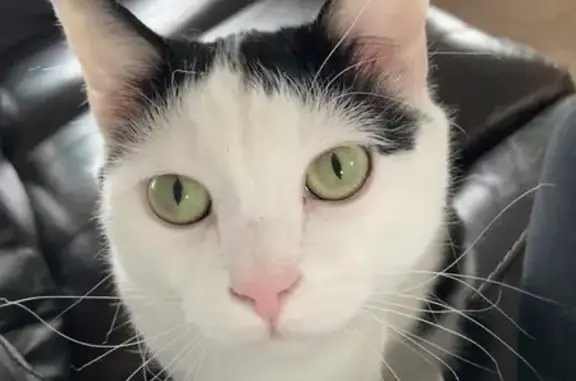 Friendly Black & White Cat Lost in Ixonia