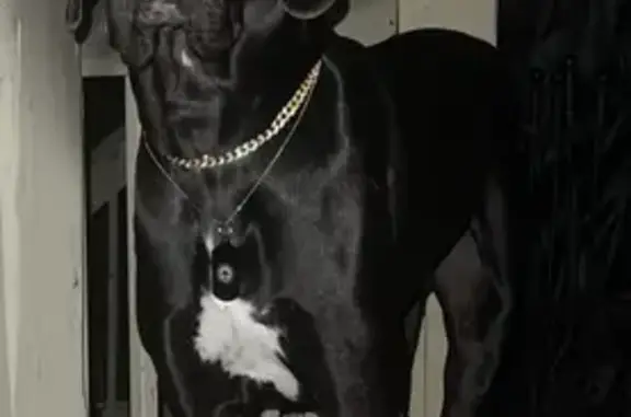Lost Dog Alert: Black on the Run in KC