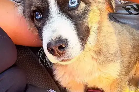 Help Find Our Lost Tan & White Puppy!