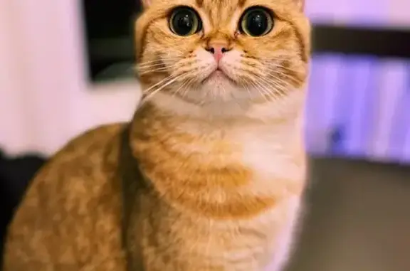 Missing cat San Diego, photo: Lost Cat: Golden Tabby, Stanley Ave, SD