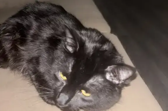 Help Find Pluton: Lost Black Cat in Vegas