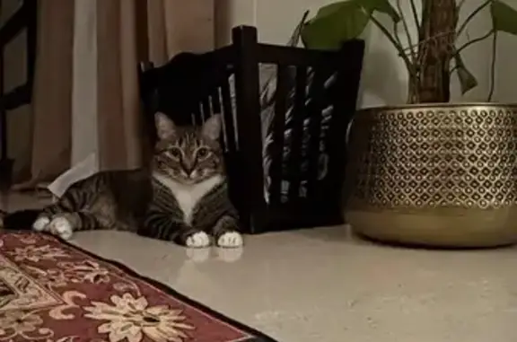 Lost Cat: Tebby Missing in Compassvale