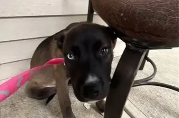 Found Puppy: Brown Coat, Pink...