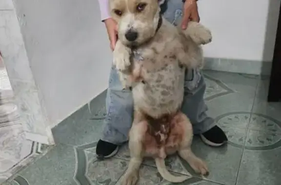 Perro Perdido: Blanco con Pecas y Collar Sheriff
