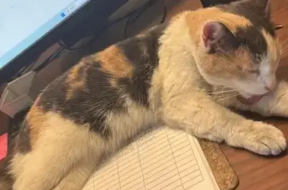 Calico Cat Found on 8th Ave, W...