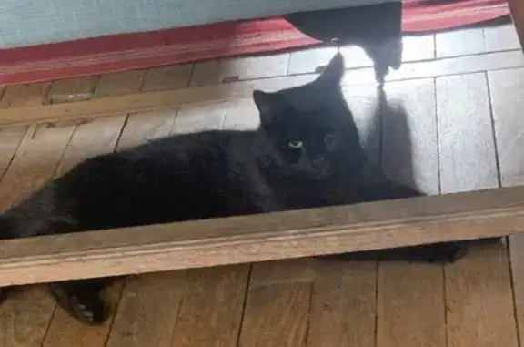 Animaux perdus , photo: Chat noir borgne perdu à Guillon-Terre-Plaine