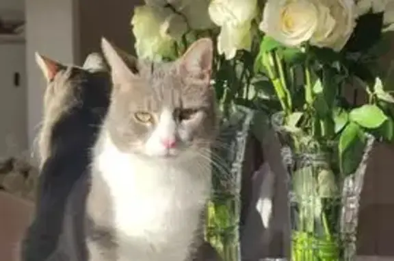 Chat perdu: mâle gris/blanc, yeux verts, Laigue - photo