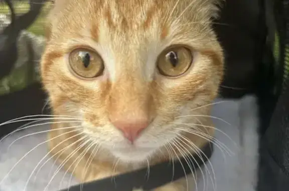 Perdu : Chat roux mâle, 9 mois, tatoué - photo