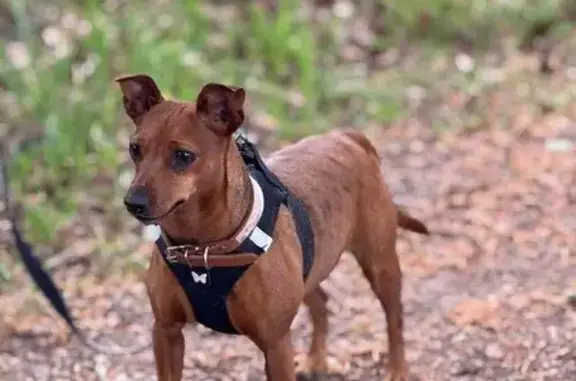 Pinscher marron perdue, très craintive, La Madeleine - photo