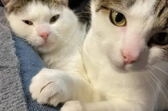Lost Tabby Cat on Henderson Avenue