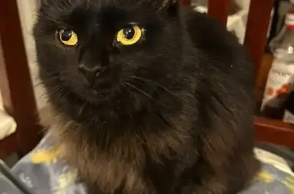 gato desaparecida