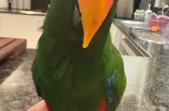 Friendly Lost Bird - Chatty & Sociable