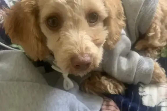 Missing Puppy in Melbourne: Help Find Him!