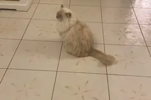 Lost Ragdoll Cat: Injured & Needs Help