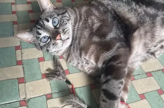 Se busca: gato grande y asustadizo perdido