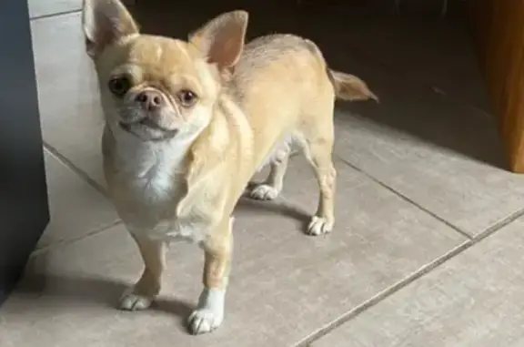 Chien perdu à Canapville : aidez-nous ! - photo