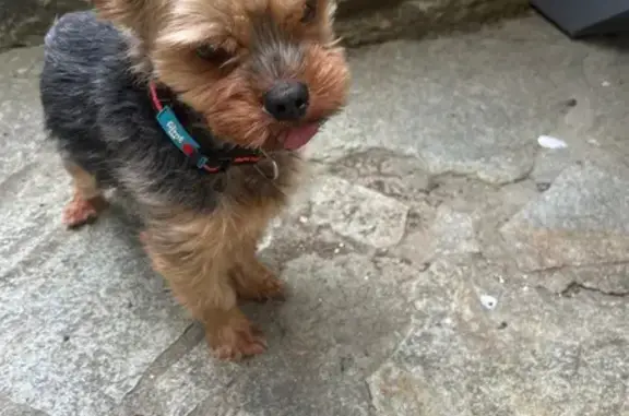Chien trouvé Biéville-Beuville, photo: Petit chien mâle trouvé à Biéville-Beuville