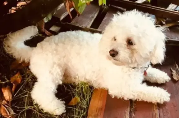 Lost White Dog with Blue Collar in UK