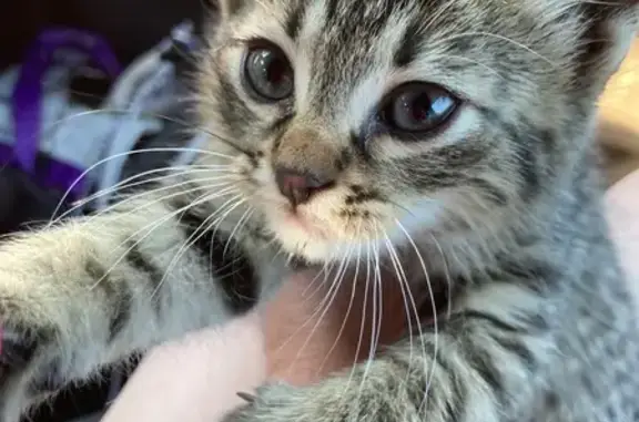 Chaton tigre trouvé, très sociable, Pélussin - photo