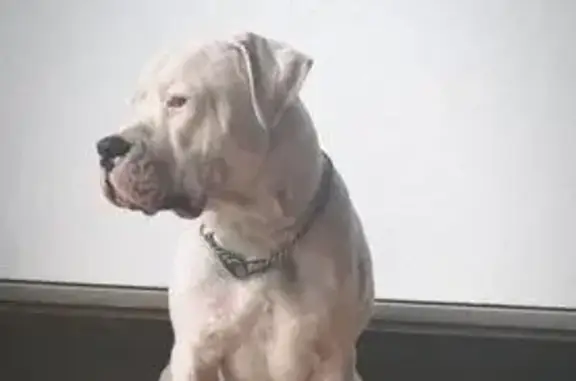 Perro Blanco Perdido en Cillorigo de Liébana