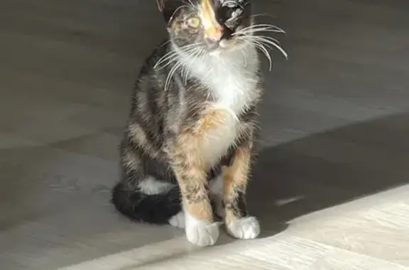 Animaux perdus Montpellier, photo: Chatte isabelle 1 an perdue Rue Monge
