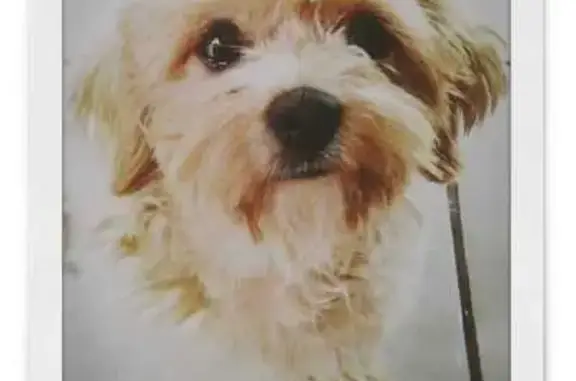 Perro Perdido en Azteca: Medio Rizado y Dulce