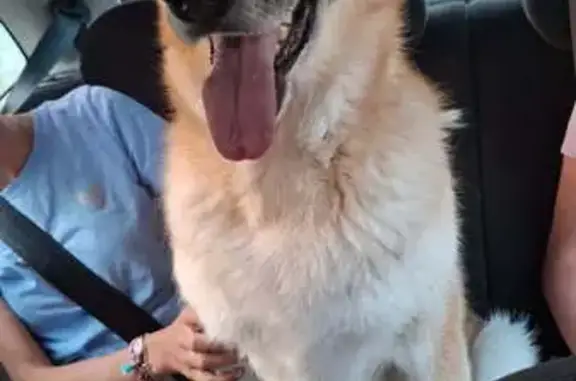 Chien trouvé , photo: Chien trouve 2 chiens errants sur D129