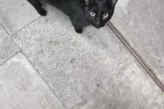 gato encontrada