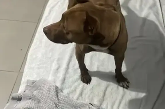 cachorro encontrada