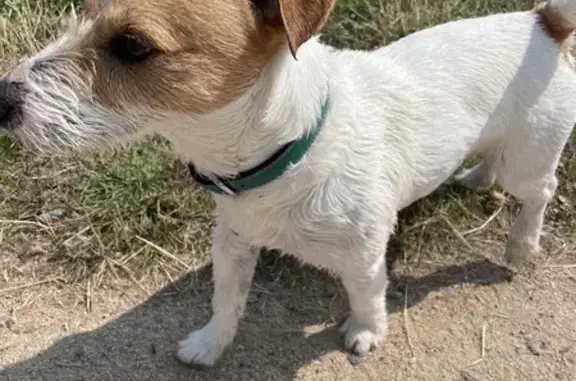 Chien trouvé Bretignolles-sur-Mer, photo: Jack Russell mâle trouvé à Bretignolles