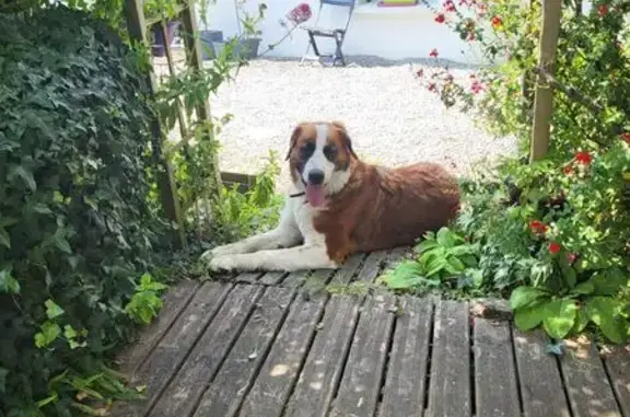 Chien trouvé Coëx, photo: Jeune Saint Bernard trouvé à Coëx