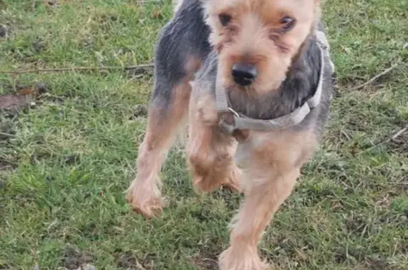 Chien perdu Knutange, photo : Yorkshire perdu, grandes oreilles, Knutange