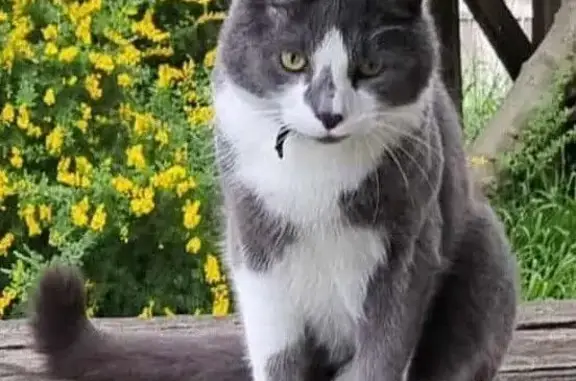 Lost 3-Legged Cat in Coburg - Help Find!
