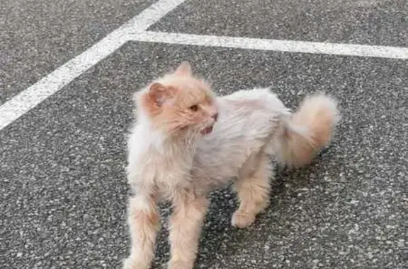 Chat roux trouvé, pelade, maigre, miaule - photo