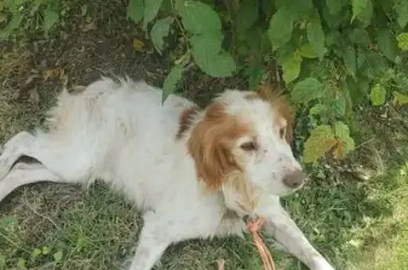 Animaux trouvés , photo: Chien blessé trouvé à Tirepied-sur-Sée