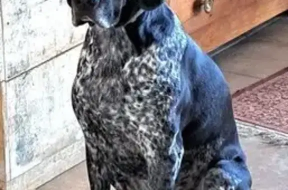 Chien perdu , photo : Chien noir tacheté perdu à Limogne-en-Quercy