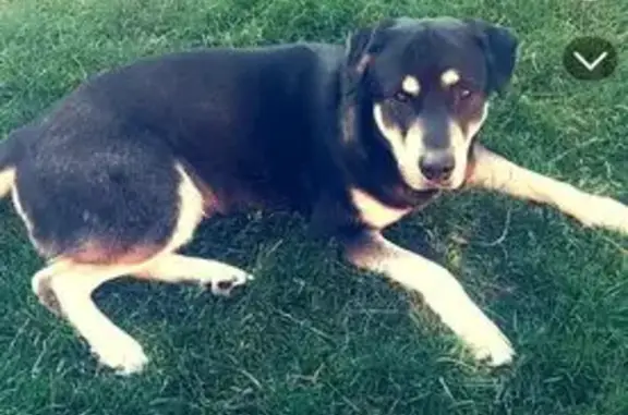 Chien perdu : Husky-Labrador à Nœux-les-Mines - photo