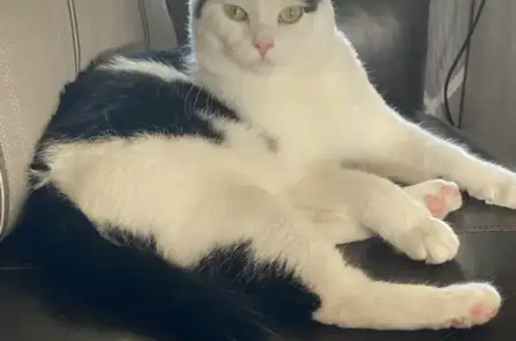 Lost Friendly Cat: Hunter Lane, Ixonia