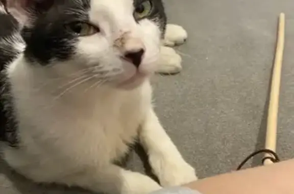 Gatita de Nariz y Almohadillas Negras en Sevilla