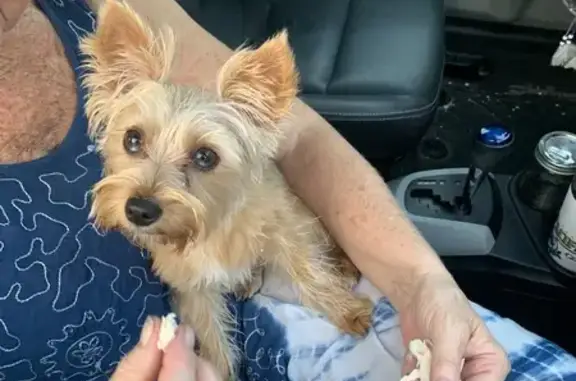 Found: Blonde & Tan Dog in Sar...