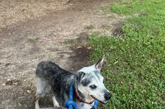 Blind Senior Dog Found in Rale...
